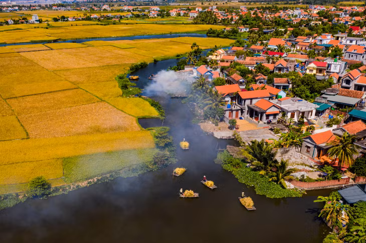 Lúa về. Ảnh: Dương Văn Toàn