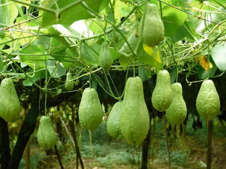 6 lợi ích bất ngờ của quả su su. (Ảnh minh hoạ)