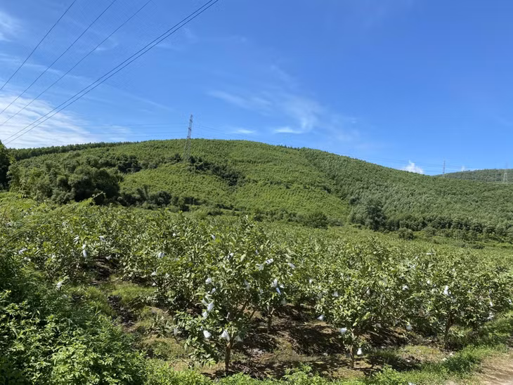 Diện tích