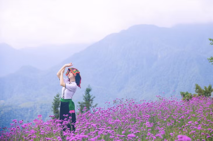 Cánh đồng mã tiên thảo là điểm nhấn mới lạ ở Fansipan, bên cạnh hàng loạt trải nghiệm ấn tượng và giàu bản sắc Tây Bắc.