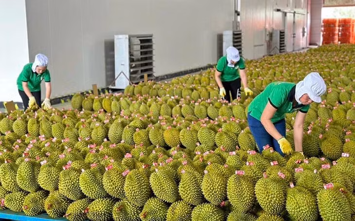Đóng gói sầu riêng xuất khẩu tại Công ty TNHH Xuất nhập khẩu trái cây Chánh Thu. (Ảnh MINH HÀ)