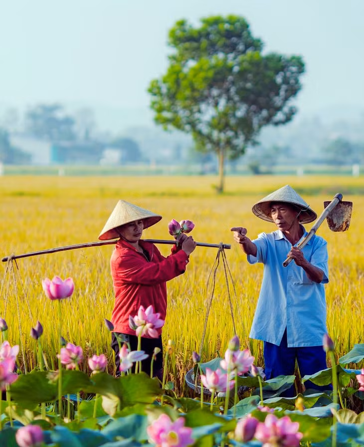 Người nông dân cũng tất bật hơn để thu hoạch lúa. Ảnh: Hoàng Lê