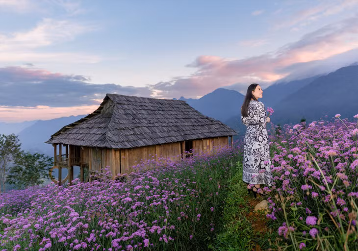 Ngôi nhà sàn mang phong cách truyền thống bản địa và rải rác giữa cánh đồng hoa là chiếc xích đu, ghế ngồi thô mộc, vừa là điểm dừng chân ngắm cảnh và cũng là bối cảnh cho những bức ảnh thật ấn tượng với cánh đồng hoa tím.