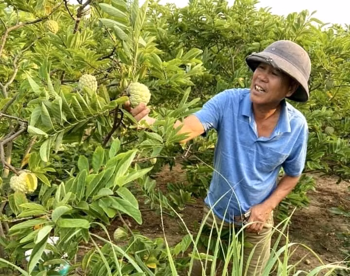 Ông Hoàng Tiến Đang, thôn Tân Thành, xã Việt Dân chăm sóc vườn na của gia đình.