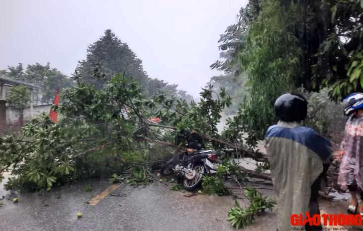 Cây Lêkima bật gốc chắn ngang đường gây ảnh hưởng đến giao thông trên tuyến.