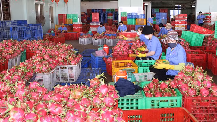 Xuất khẩu rau quả đang là điểm sáng của nền kinh tế.