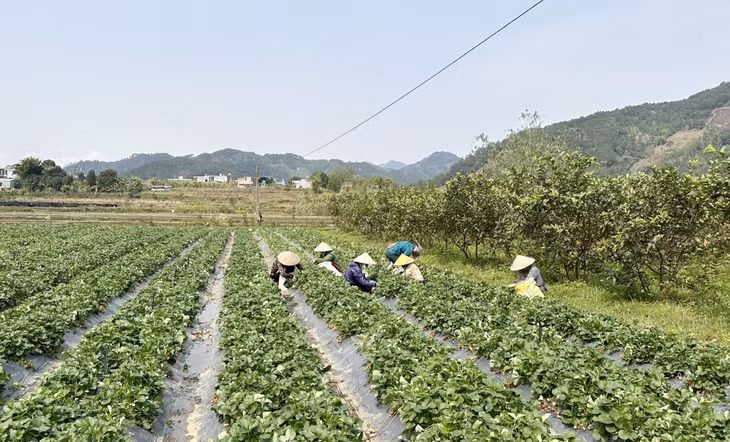 Vườn dâu tây của gia đình ông Hoàng Phúc Hiếu, xã Lục Hồn (huyện Bình Liêu) tạo việc làm cho lao động địa phương.