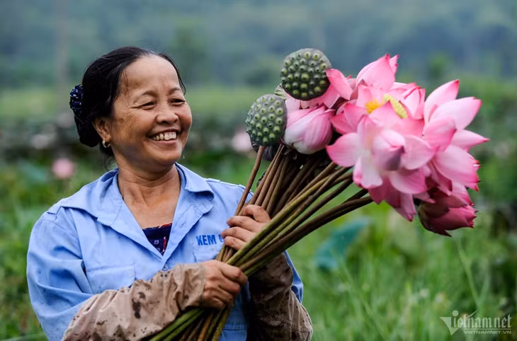 Tháng 6 hàng năm là mùa sen đua nở khắp các đầm ở nhiều tỉnh miền Bắc. Thời điểm này, tiết trời liên tục có nắng nóng gay gắt. Đó là lúc quốc hoa của Việt Nam có dịp tỏa nét đẹp rạng rỡ.