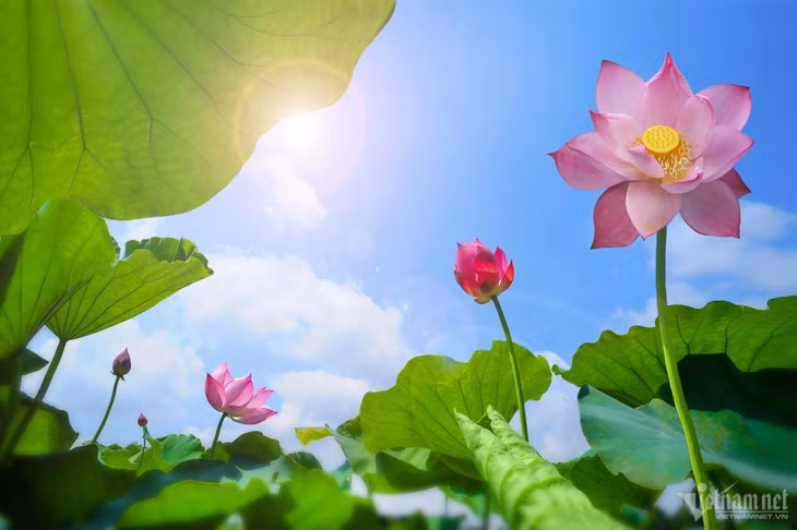 Sen là giống thực vật hạt trần, sống ủ mình dưới lớp bùn vào mùa đông và chỉ mọc lên, nở hoa vào mùa hè. Phần rễ có hình trụ và mọc từ củ sen với nhiều nhánh thon dài đâm ra. Cuống sen khá nhiều gai và ở dưới nước.