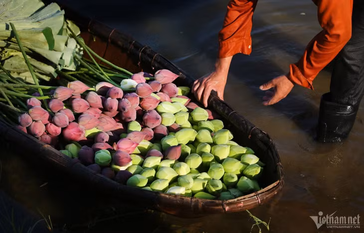 Đến hẹn lại lên, mùa hoa sen nở, vào mỗi buổi sáng người yêu hoa thường lặn lội đến đầm sen Tây Hồ để ngắm nhìn và chọn mua. Ở đây, những chiếc thuyền nhỏ cập bờ chở hàng trăm đóa sen vừa hái.