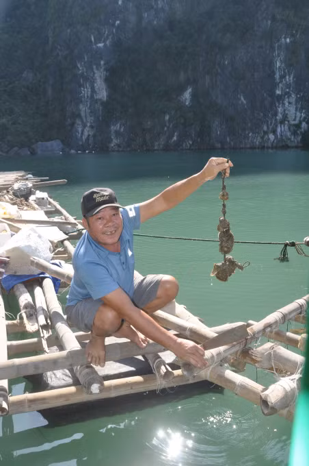 Ông Hạnh cắt một dây hàu từ lồng bè bị bão đánh tan dạt vào Vịnh Hạ Long để làm bữa trưa trên biển.