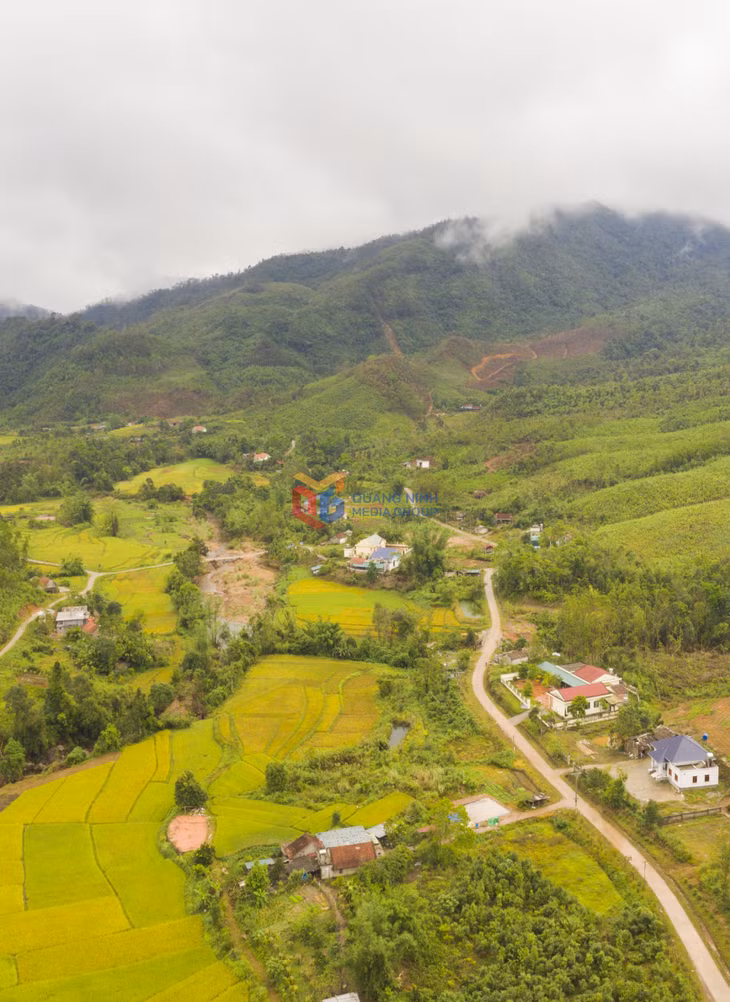 Sắc vàng của lúa tao khung cảnh chữ tình cho vùng đất này
