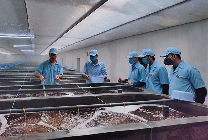 Sản xuất tôm giống tại Công ty TNHH Thủy sản Việt Úc - Quảng Ninh.