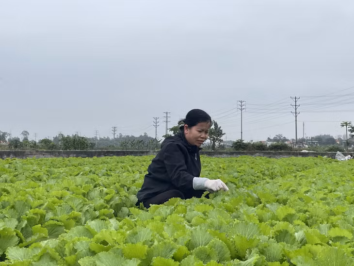 Người dân phường Cộng Hòa (TX Quảng Yên) trồng rau an toàn nhờ áp dụng chế phẩm sinh học trong quá trình chăm sóc. Ảnh: Nguyên Ngọc
