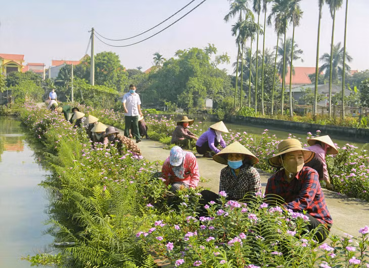 Nhân dân trên địa bàn TP Đông Triều tích cực tham gia xây dựng NTM kiểu mẫu.