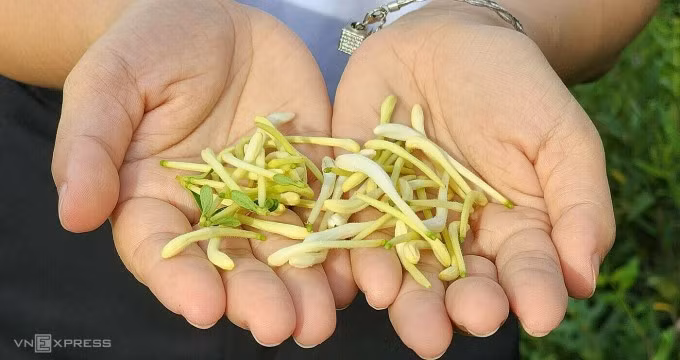 Kim ngân hoa vừa thu hoạch. Ảnh: Dương Đông