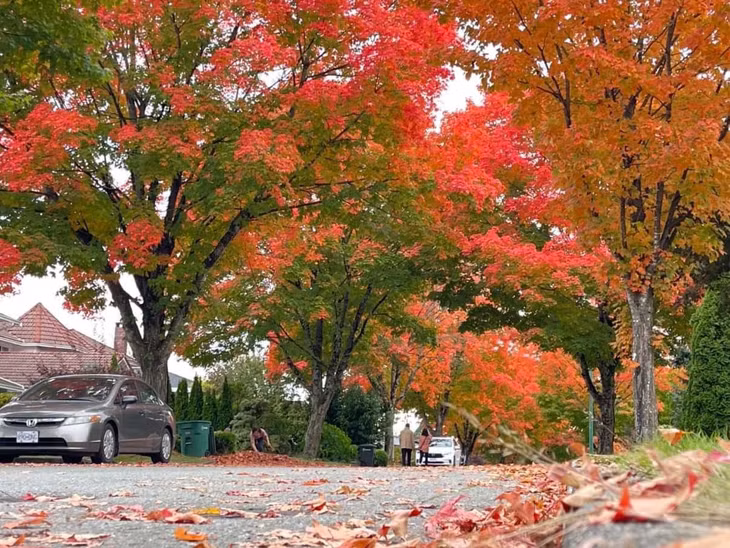 Một góc phố mùa Thu ở Vancouver. Ảnh: Tony Euro