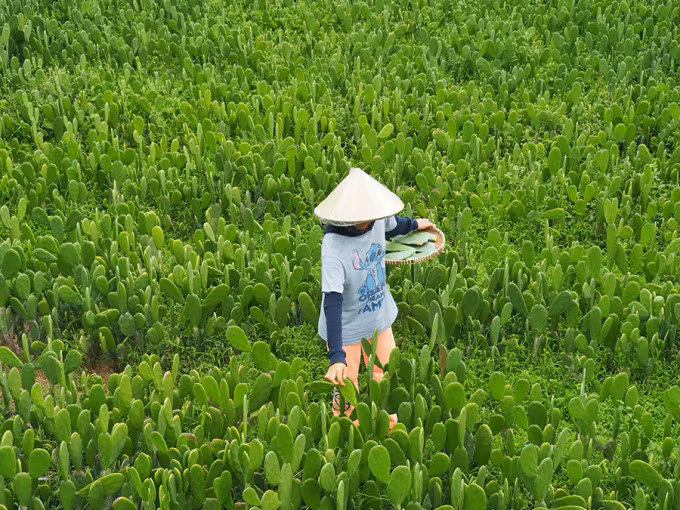 Góc vườn xương rồng tai thỏ một năm tuổi của Trần Bảo Huy tại Phú Yên. Ảnh: Nhân vật cung cấp