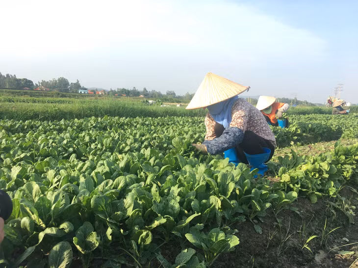 Người dân xã Cộng Hòa, TX Quảng Yên thu hoạch rau cải.