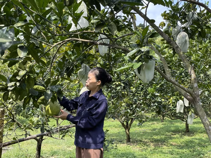 Mô hình trồng bưởi da xanh của hội viên nông dân xã Quảng La, TP Hạ Long cho thu nhập hơn 100 triệu đồng.