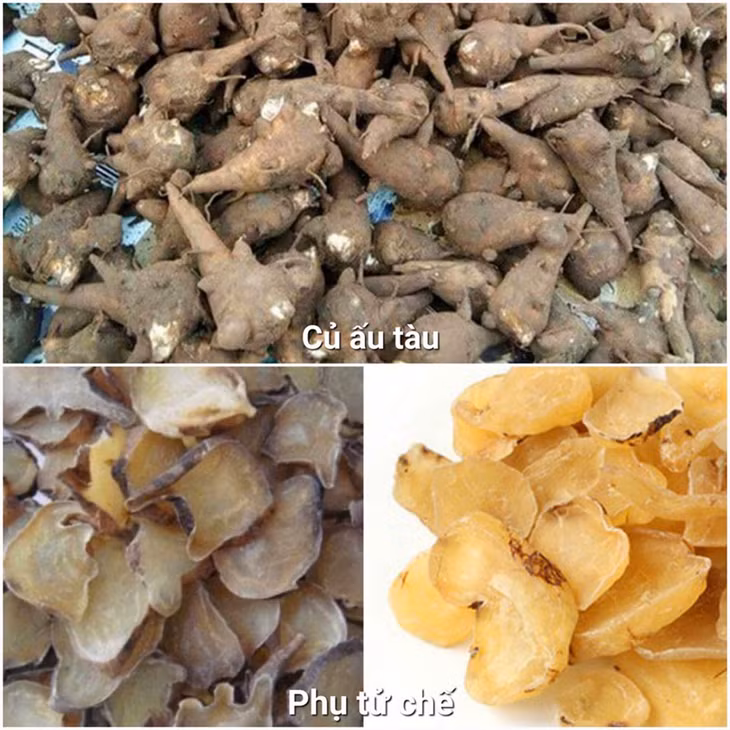 Có một dạng củ ấu tàu đã qua bào chế với mục đích giảm độc gọi là phụ tử chế. Tuy nhiên, Trung tâm Chống độc đã cấp cứu nhiều bệnh nhân ngộ độc củ ấu tàu kể cả ở dạng phụ tử chế.