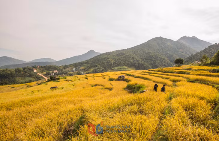 Các du khách lên các ruộng bậc thang ghi lại hình ảnh đẹp, anh giang, bình liêu