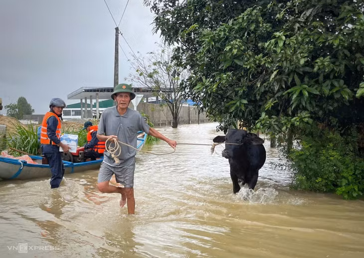 Người đàn ông đưa bò đi tránh ngập khi dự báo mưa lớn tiếp tục trong đêm 24/11.