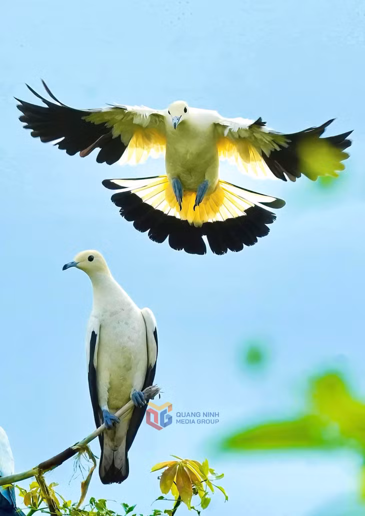Ở đảo Bông Lan xa xôi giữa đại dương (huyện Côn Đảo, tỉnh Bà Rịa - Vũng Tàu), trong hoàng hôn, đôi bạn gầm ghì trắng tự tình giữa không trung, khiến người ta nghĩ chúng đến từ một cõi giống như thiên đường.