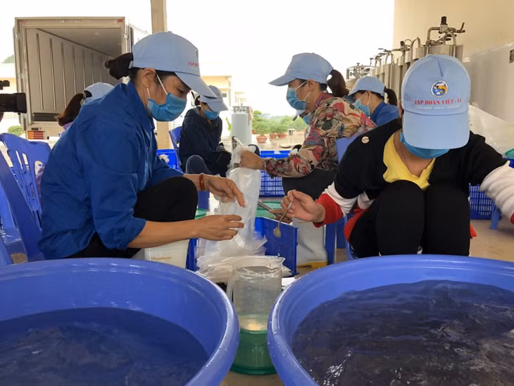Công ty TNHH Thủy sản Việt Úc - Quảng Ninh tạo nhiều việc làm cho lao động tại địa phương.