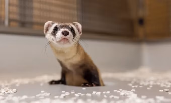 Chồn sương chân đen nhân bản Antonia. Ảnh: Roshan Patel/Smithsonian Conservation Biology Institute/FWS