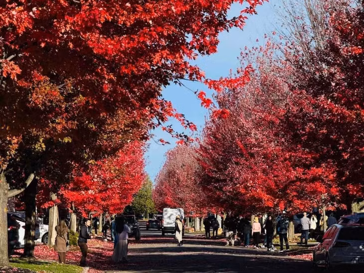 Hàng cây chuyển lá đỏ rực ở Vancouver vào những ngày cuối tháng 10-2024. Ảnh: Tony Euro