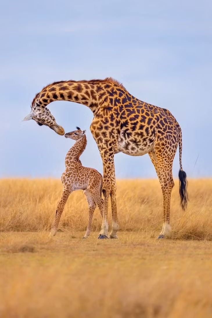 Hươu cao cổ Masai cưng nựng hươu con tại khu bảo tồn quốc gia Maasai Mara, Kenya. Ảnh: Thomas Nicholson.