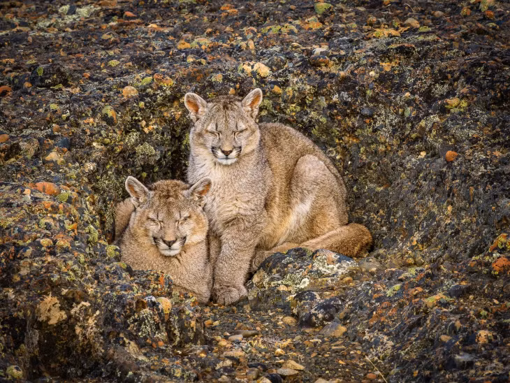 Hai chú puma cubs (báo sư tử con) tại Patagonia, Chile. Ảnh: Ralph Lee Hopkins.