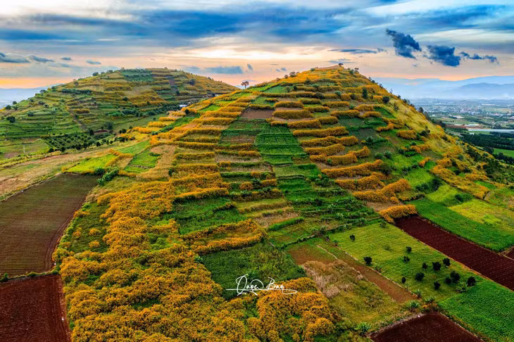 Dã quỳ nở rộ ở núi R'Chai, xã Phú Hội, huyện Đức Trọng. Ảnh: Quốc Bảo