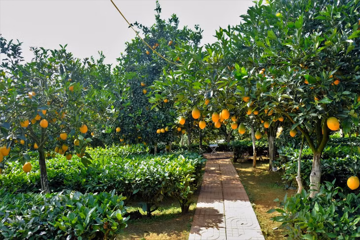 Vườn cam Ly với diện tích khoảng 6.000m2, nằm ở tiểu khu 68, thị trấn Nông Trường Mộc Châu vào mùa thu hoạch cam từ tháng 10 đến hết tháng 1 năm sau. Từ cuối tháng 10 trở đi quả chín rộ khắp vườn thu hút du khách đến check-in.