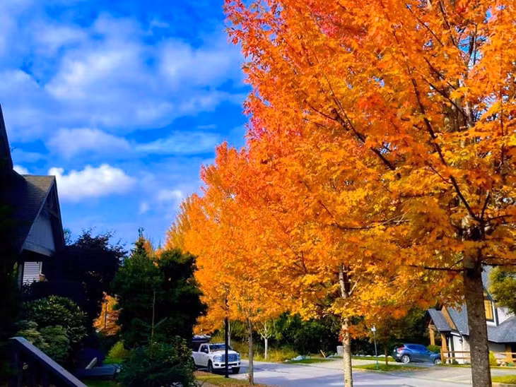 Với khí trời mát dịu, mùa Thu Vancouver là thời điểm lý tưởng để du khách đi dạo, khám phá vẻ đẹp của thành phố. Ảnh: Tony Euro
