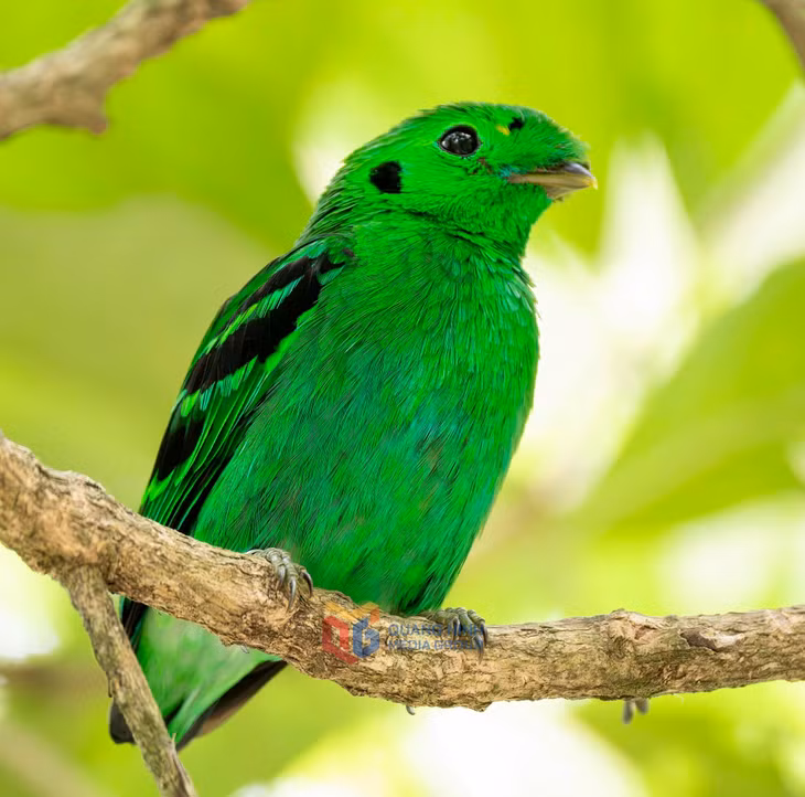 Chú chim xanh thuộc họ Mỏ rộng (Green Broadbill) gây ngạc nhiên cho bất cứ ai chiêm ngưỡng. Nó lẫn vào tán rừng. Được tìm thấy ở cả châu Phi, bán đảo Mã Lai và vùng lẫn vùng Borneo huyền thoại giáp 3 quốc gia Malaysia, Indonesia và Brunei - cũng là đảo lớn nhất châu Á, lớn thứ 3 trên thế giới.