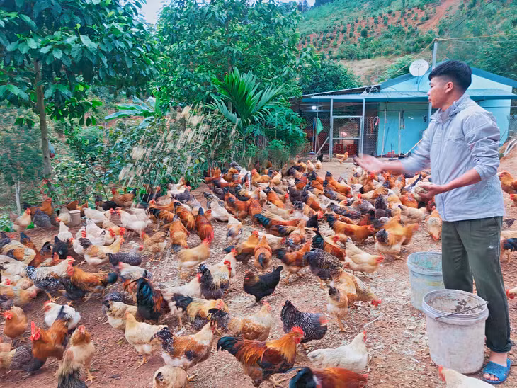Mô hình chăn nuôi gà dưới tán trà hoa vàng của anh Đàm Văn Triệu, xã Thanh Sơn (huyện Ba Chẽ).
