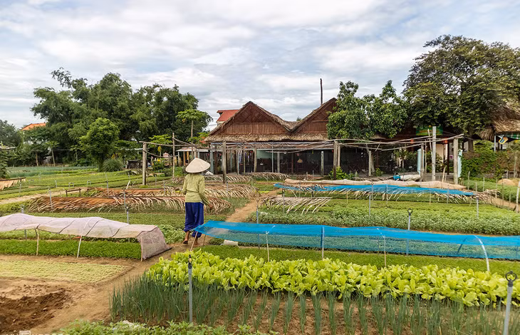 Đến làng rau Trà Quế, du khách đi bộ hoặc đạp xe tham quan, làm nông dân, chế biến, thưởng thức các món ăn từ rau. Giá vé tham quan 35.000 đồng một khách. Ảnh: Minh Đức
