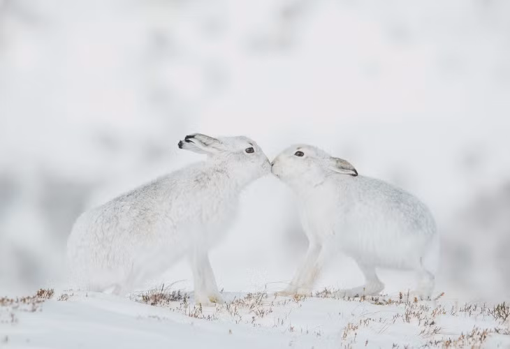 "Nụ hôn ngọt ngào" của thỏ núi, tại dãy Monadhliath, Scotland, Vương quốc Anh. Ảnh: Andy Parkinson.