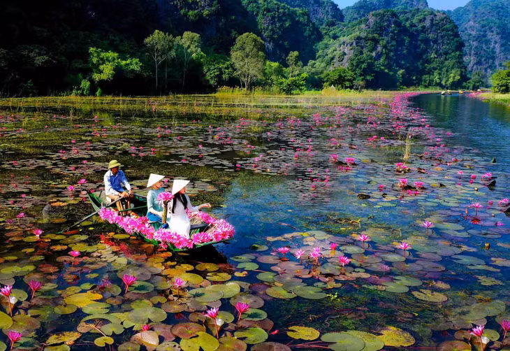 Thời điểm này, khu du lịch Tam Cốc (huyện Hoa Lư, tỉnh Ninh Bình) hiện lên ấn tượng bởi sắc hoa súng tím nở rực rỡ, trải dài hai bên bờ sông.