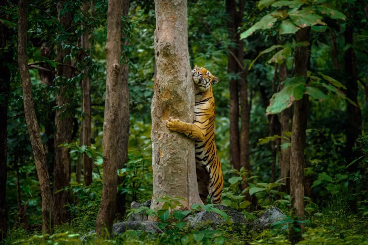 Hổ Bengal "ôm cây" tại khu bảo tồn hổ Pench, Maharashtra, Ấn Độ. Ảnh: Krishna Daga.