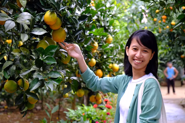 Chị Kim Anh, du khách từ Hà Nội, rất háo hức khi lần đầu tới tham quan vườn cam trĩu quả ở Mộc Châu và mong muốn có những bức ảnh đẹp và trải nghiệm mua cam tại vườn. Đã nhiều lần du lịch Mộc Châu nhưng phần lớn chị đi “săn” mùa hoa mận, đào dịp Tết nguyên đán hoặc thưởng thức đặc sản.