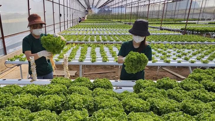 Nhiều siêu thị chọn hỗ trợ vốn cho các nhà cung cấp để giữ giá rau bình ổn dịp Tết. Trong ảnh: một trang trại sản xuất rau ở Đà Lạt - Ảnh: NGUYỄN TRÍ
