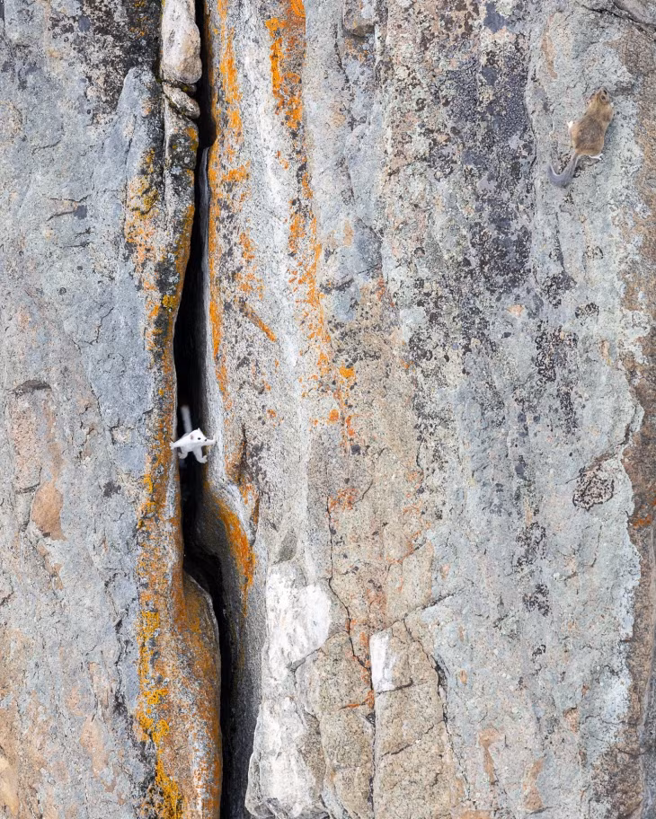 Chồn ecmin mắc kẹt tại khe đá ở Công viên quốc gia Yellowstone, Wyoming, Mỹ. Ảnh: Larry Taylor.