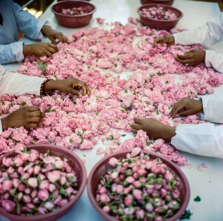 Mỗi mùa xuân, Morocco đều tổ chức lễ hội để ăn mừng vụ thu hoạch hoa hồng. Thông thường, phụ nữ sẽ đi hái nụ vào sáng sớm trước khi hoa nở. Sau đó, hàng nghìn nụ hoa được phân loại bằng tay. Loại tốt nhất được chưng cất thành dầu hoa hồng và nước hoa hồng; loại còn lại được sấy khô để làm trà hoặc vòng hoa.