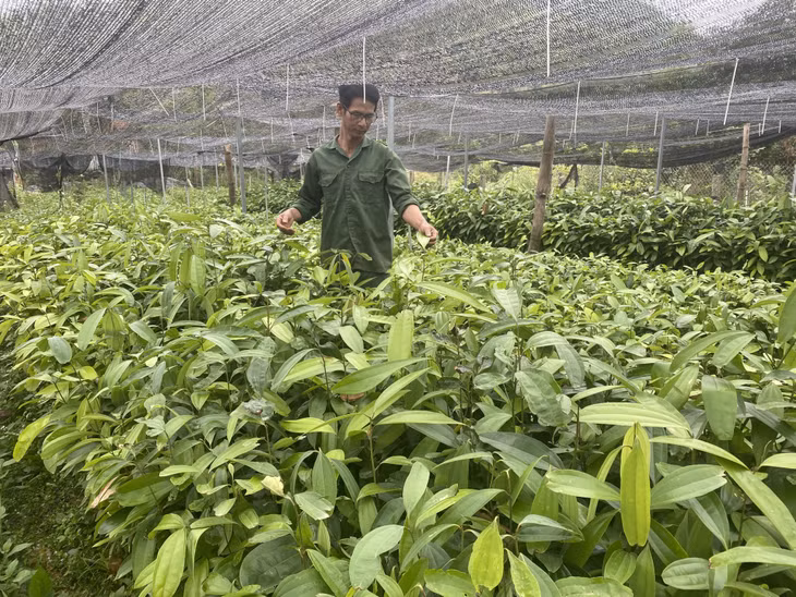 Ông Bùi Văn Tuấn, thành viên HTX Nông nghiệp Yên Than (xã Yên Than, huyện Tiên Yên) chăm sóc vườn ươm quế của gia đình.