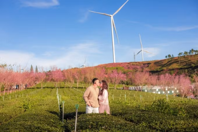 Du khách chụp ảnh mai anh đào ở đồi chè Cầu Đất năm 2024. Ảnh: Phạm Kim Nhân