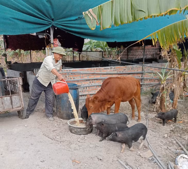 Anh Nguyễn Bá Tâm (khu Vĩnh Lập, phường Mạo Khê, TP Đông Triều) chăn nuôi gia súc, gia cầm.