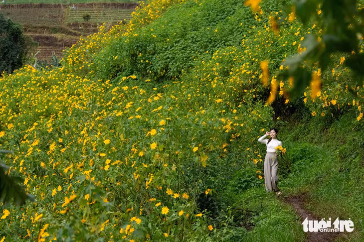 Muốn chụp ảnh cùng hoa dã quỳ, du khách phải đi vào những con đường nhỏ - Ảnh: QUANG ĐÀ LẠT